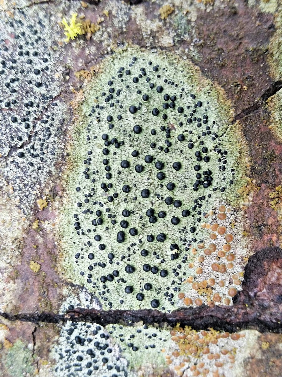 Bloody-heart Lichen