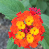 Common Lantana