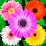 Flowers Stickers for WhatsApp icon