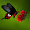 Item logo image for Black butterfly and red flower wallpaper