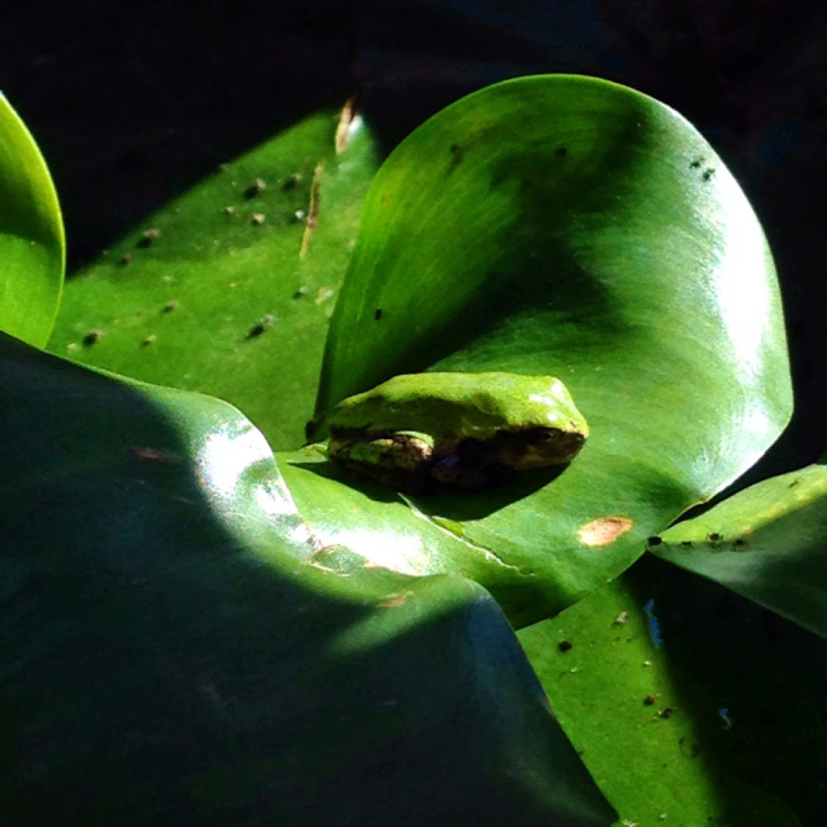 Grey Tree Frog