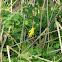 American Goldfinch