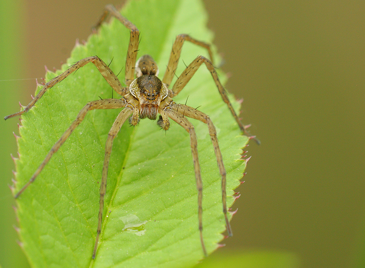 Predatore nel verde di alemaff