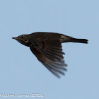 Song Thrush; Zorzal Común