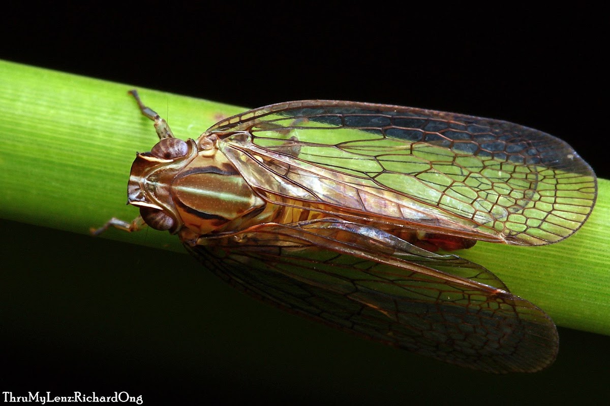 Planthopper