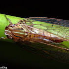 Planthopper