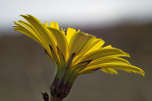 Leontodon saxatilis