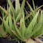 Aloe plant