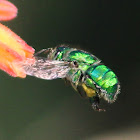 Orchid bee