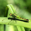 Eastern Pondhawk