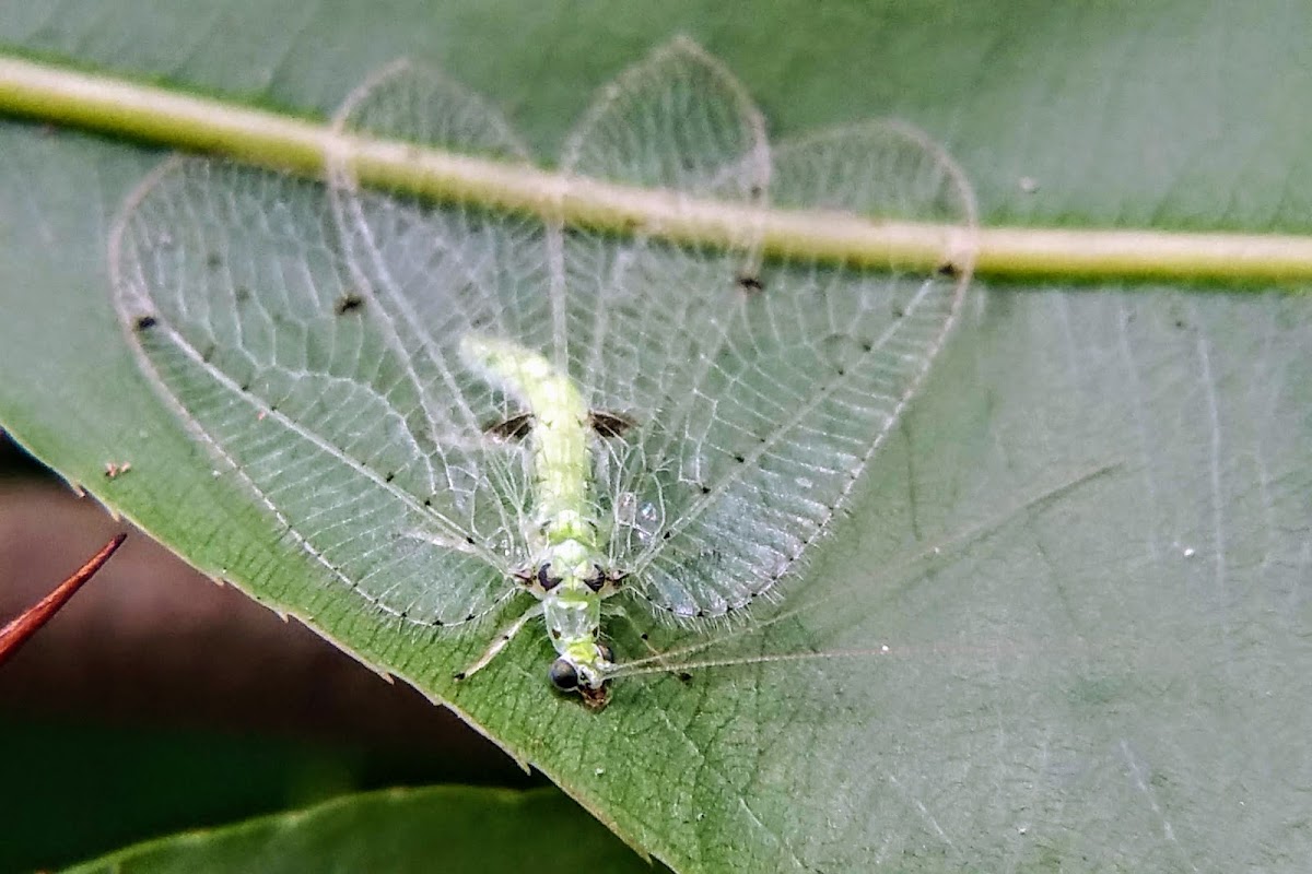 Green Lacewing