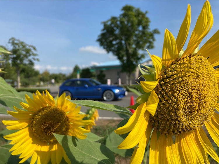 Z3 Mｸｰﾍﾟの車写活・ひまわり畑・ひまわりの丘公園・朝活・駆け抜ける歓びに関するカスタム事例の投稿画像5枚目