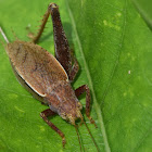 Katydid