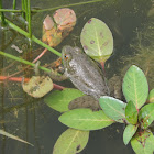 Common Mexican tree frog