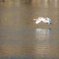 In volo sull'acqua dorata di 