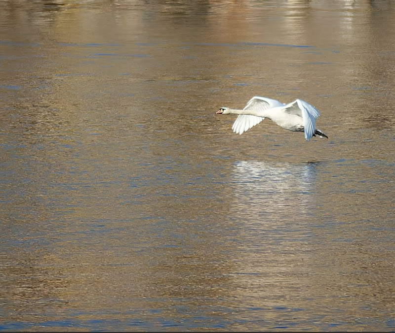 In volo sull'acqua dorata di GrazianoLG