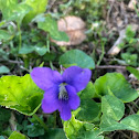 Spiderwort