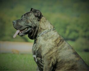 Perro de Presa Canario