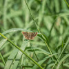 Unknown Butterfly or Skipper