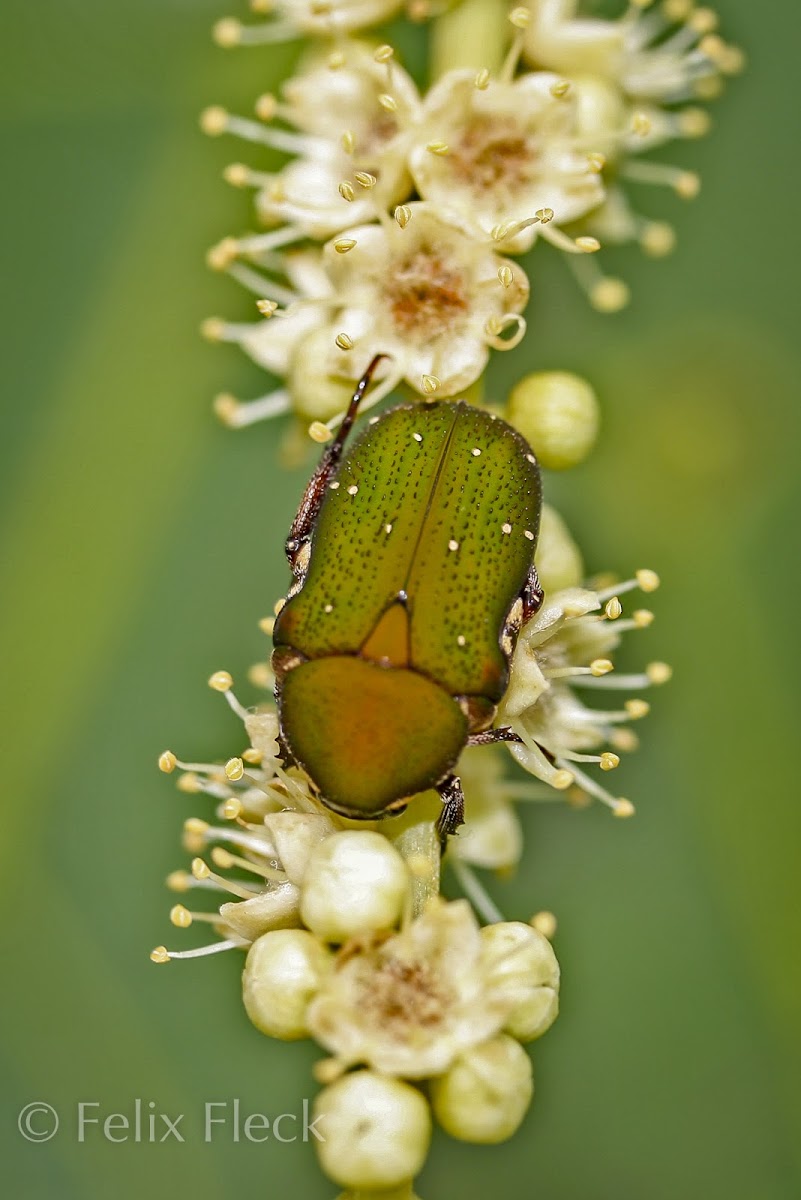 Flower Scarab