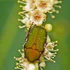 Flower Scarab