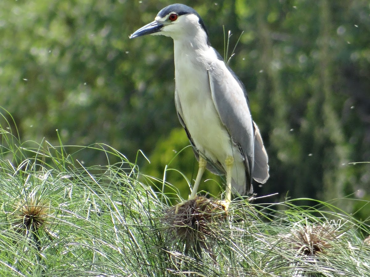 Marinete común / Black Crowned Night Heron