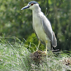 Marinete común / Black Crowned Night Heron