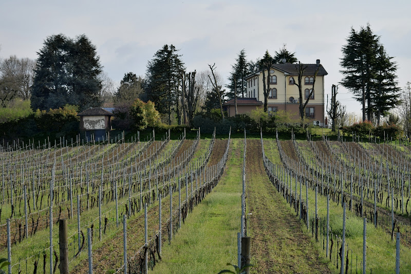 La casa e l'uva di Cate80