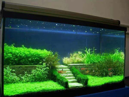 Aquarium Decoration Idea