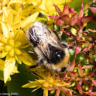 Buff-tailed Bumble Bee