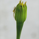 Marigold bud