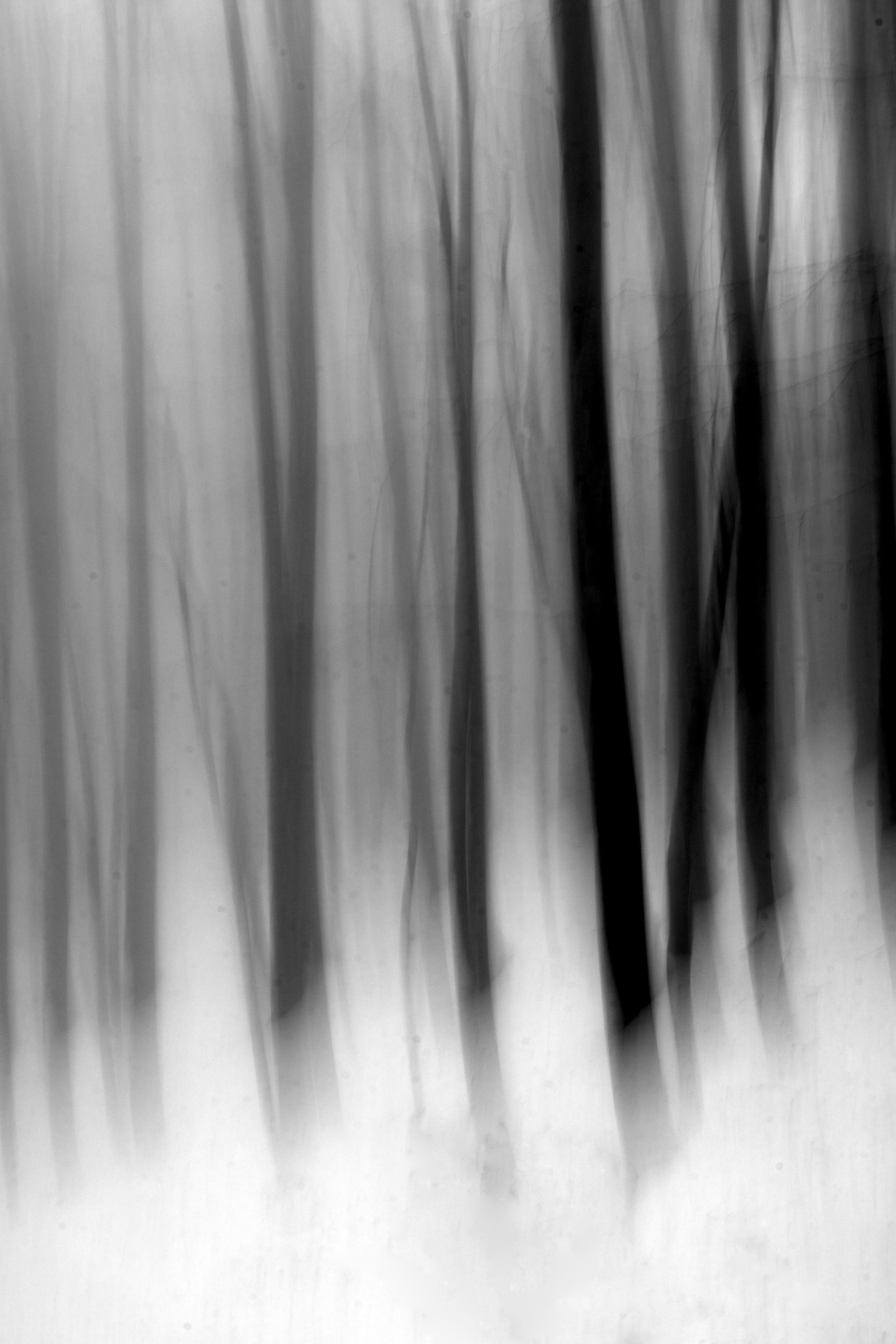 L'oscura selva di Alescia