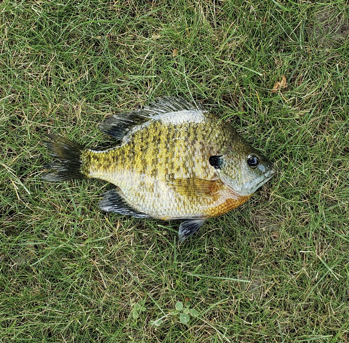 Bluegill