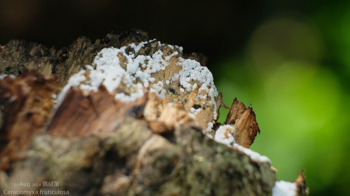 Ceratiomyxa fruticulosa 鵝絨菌