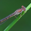 Common Winter Damsel