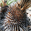 Johnson's Grass Tree (bushfire recovery)