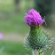 Thistle