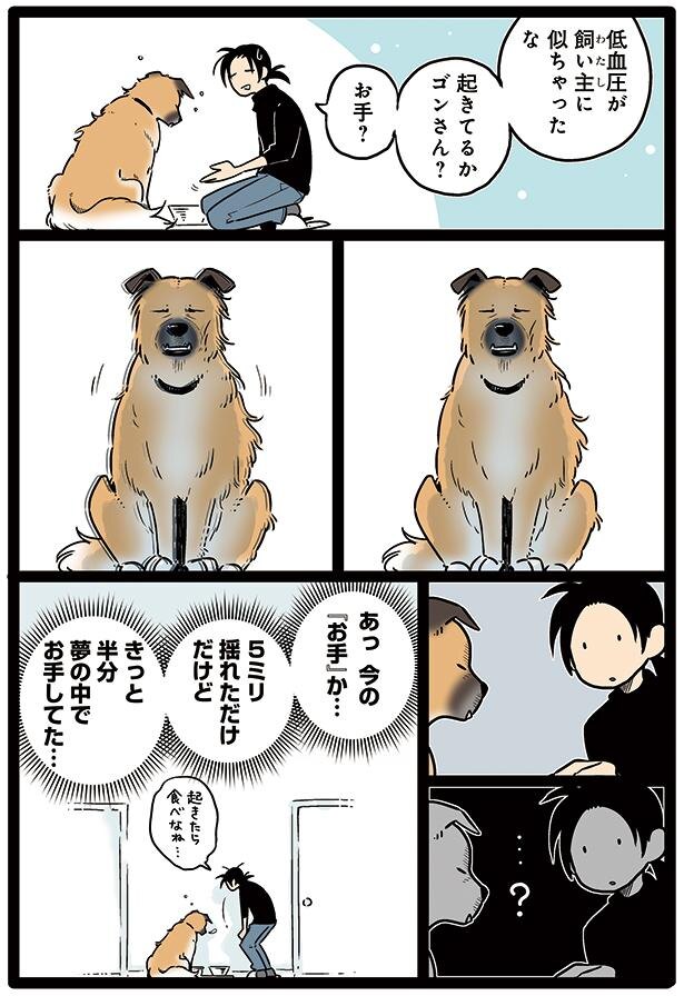 夢の中でのお手 雑種犬ゴンさんがダサかわいい 4 Trill トリル