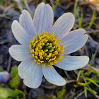 Snow Bed Marigold