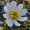 Snow Bed Marigold