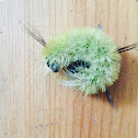 American Dagger Moth