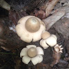 Earthstars