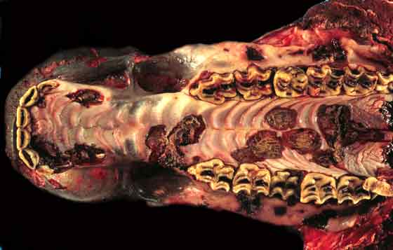 Multifocal necroulcerative stomatitis in a horse.