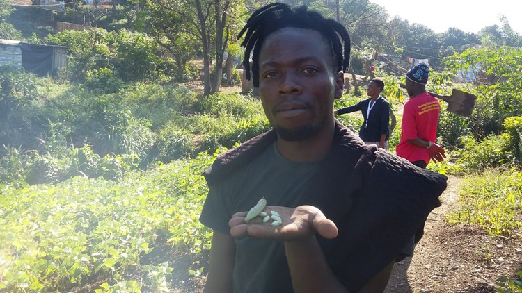 Yongama Nonkula with the beans which are ready to harvest in the Khenana co-operative vegetable garden.