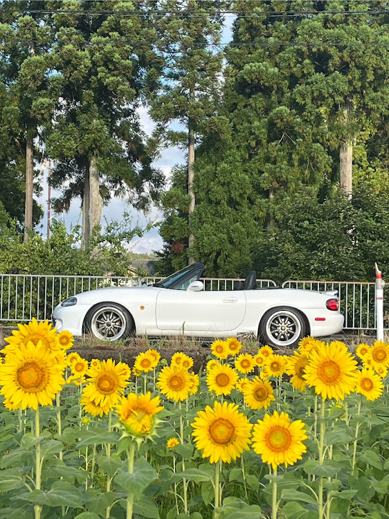 ロードスターのNBロードスター・NCロードスター・ひまわり畑・福井県・朝日町に関するカスタム事例の投稿画像8枚目