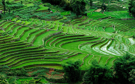 Young rice fields screenshot 1