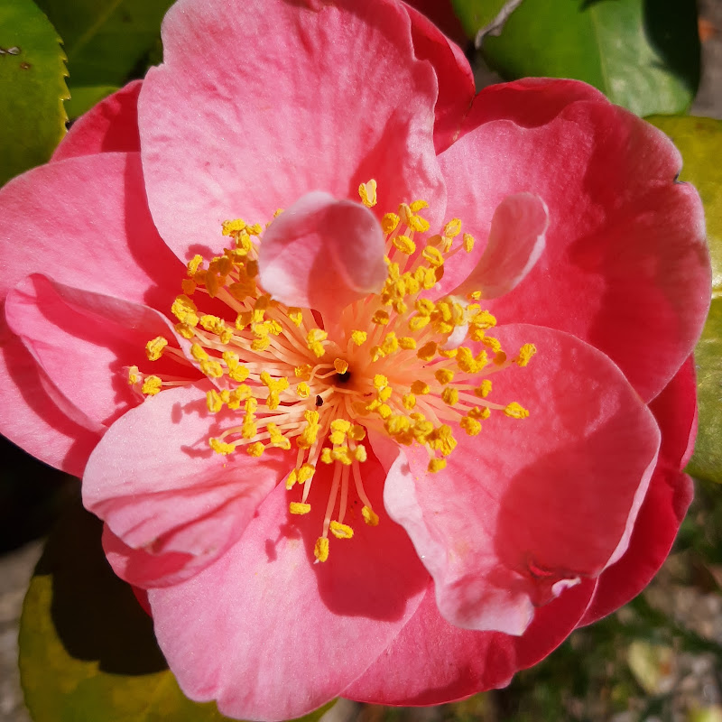 Camelia di Laucol