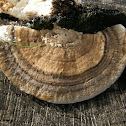 Trametes cubensis