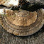 Trametes cubensis