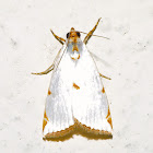 Crambid Moth